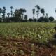 Anggota Bhabinkamtibmas Polsek Jenu Polres Tuban Turun ke Ladang, sambang lahan pertanian.