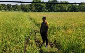 Polri Dukung Astacita, Polsek Parengan Polres Tuban melalui Bhabinkamtibmas Cek Lokasi Tanaman Padi milik warga di Desa Kemlaten Kec. Parengan Kab. Tuban.