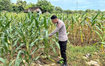 Polri Dukung Astacita, Polsek Merakurak Polres Tuban Turun Cek Tanaman Jagung Warga di Desa Pongpongan