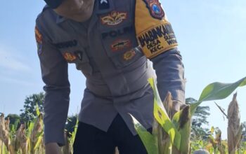 Cek Kualitas Buah Jagung Siap Panen, Polsek Widang Polres Tuban Dukung Astacita