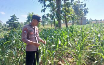 Polsek Tambakboyo Polres Tuban Turun Cek Tanaman jagung Warga di Desa Plajan