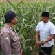Polsek Grabagan polres Tuban Polda Jawa Timur Dukung Penuh Swasembada Pangan Presiden Prabowo Melalui Pendampingan Petani