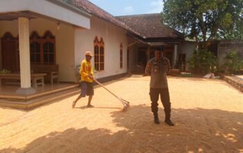 Polri Dukung Astacita, Polsek Semanding Polres Tuban Turun Cek Tanaman jagung milik Warga di Desa Ngino