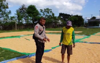 BHABINKAMTIBMAS DESA SAWE DAMPINGI PETANI JAGUNG, DORONG PENINGKATAN KESEJAHTERAAN DAN DUKUNG KETAHANAN PANGAN
