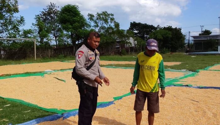 BHABINKAMTIBMAS DESA SAWE DAMPINGI PETANI JAGUNG, DORONG PENINGKATAN KESEJAHTERAAN DAN DUKUNG KETAHANAN PANGAN