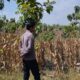 Polri Dukung Astacita, Bhabinkamtibmas Desa Ngawun Polsek Parengan Polres Tuban Cek Lokasi Tanaman Jagung milik warga Di Desa Ngawun Kec. Parengan
