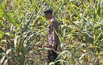 Polsek Widang Polres Tuban Pengecekan Tanaman jagung milik Warga di Desa Sumberjo