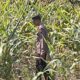 Polsek Widang Polres Tuban Pengecekan Tanaman jagung milik Warga di Desa Sumberjo