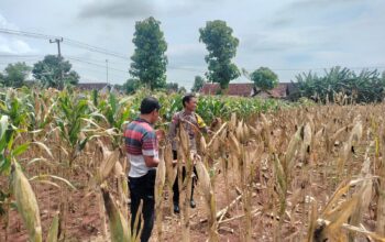 Polri Dukung Astacita, Polsek Palang Polres Tuban Turun Cek Tanaman jagung milik Warga di Desa Dawung