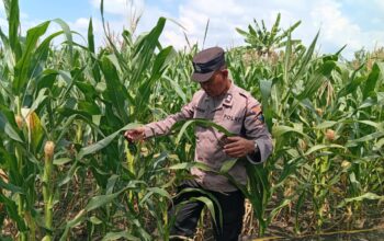 Dukung Astacita Presiden RI, Polsek Kenduruan Polres Tuban Turun Langsung Mengecek Tanaman Jagung Warga Petani