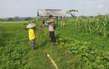 Bhabinkamtibmas Polsek Tuban Sambangi Petani Jagung di Desa Kembangbilo, Dukung Ketahanan Pangan Nasional
