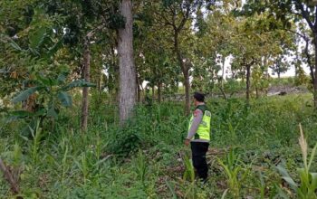 Polri Dukung Astacita, Polsek Rengel Polres Tuban Turun Cek Tanaman Jagung Warga di Desa Rengel