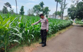 Polsek Montong Polres Tuban Turun Cek Tanaman jagung Warga di Desa Jetak
