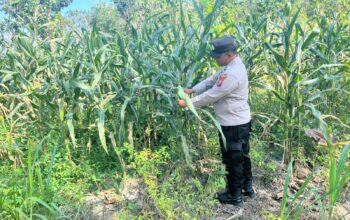 POLSEK BANGILAN DUKUNG PROGRAM KETAHANAN PANGAN MELALUI MONITORING TANAMAN JAGUNG