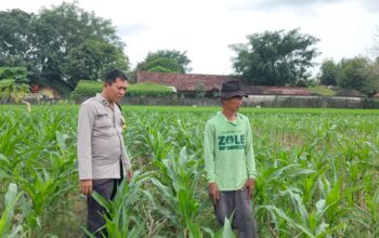Polri Dukung Astacita, Polsek Palang Polres Tuban Turun Cek Tanaman jagung milik Warga di Desa Wangun