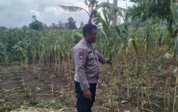 Kapolsek Jenu dan Bhabinkamtibmas Polsek Jenu Polres Tuban Turun ke Ladang, sambang lahan pertanian.