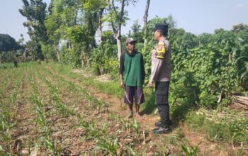Hadir di Desa Binaan, Bhabinkamtibmas Sidonganti Pantau Perkembangan Tanaman Jagung Warga