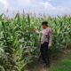 POLRI HADIR DUKUNG KETAHANAN PANGAN, POLSEK BANGILAN LAKUKAN MONITORING TANAMAN JAGUNG