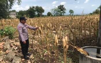 Polri Dukung Astacita, Polsek Merakurak Polres Tuban Turun Cek Tanaman Jagung Warga di Desa Temandang