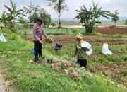Petani Kerek Kembangkan Bawang Merah, Dukung Ketahanan Pangan Nasional