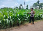 Polri Dukung Astacita, Polsek Palang Polres Tuban Turun Cek Tanaman jagung milik Warga di Desa Tegalbang