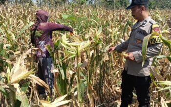 Polisi RW Polsek Senori Monitoring Tanaman Jagung Warga Desa Medalem