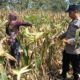 Polisi RW Polsek Senori Monitoring Tanaman Jagung Warga Desa Medalem