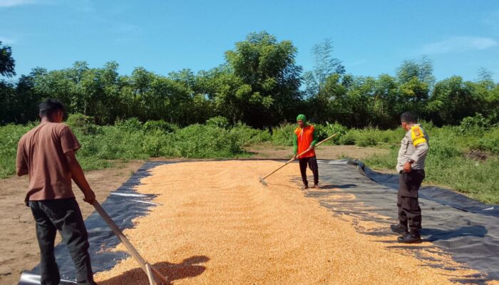 PANEN JAGUNG MELIMPAH, BHABINKAMTIBMAS AJAK PETANI SALURKAN HASIL KE BULOG
