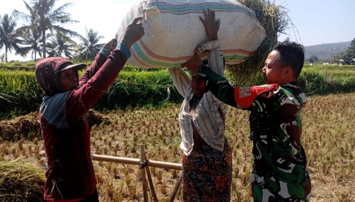 Di Tengah Cuaca Ekstrem, Petani Tetap Panen Bersama Babinsa
