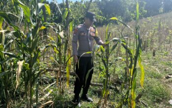 POLRI HADIR DUKUNG KETAHANAN PANGAN, POLSEK BANGILAN MONITORING TANAMAN JAGUNG MILIK WARGA