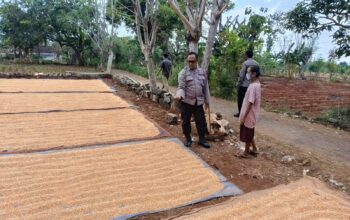 Polri Dukung Astacita, Polsek Semanding Polres Tuban Turun Cek Tanaman jagung milik Warga di Desa Jadi