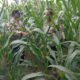 Dukung Program Astacita Presiden, Polsek Kenduruan Polres Tuban Turun Langsung Cek Tanaman Jagung Petani .