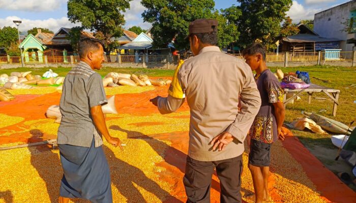 Pastikan Kualitas Hasil Panen, Bhabinkamtibmas Himbau Petani Penuhi Standar Bulog
