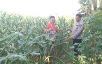 Anggota Bhabinkamtibmas Polsek Jenu Polres Tuban Turun ke Ladang, sambang lahan pertanian.