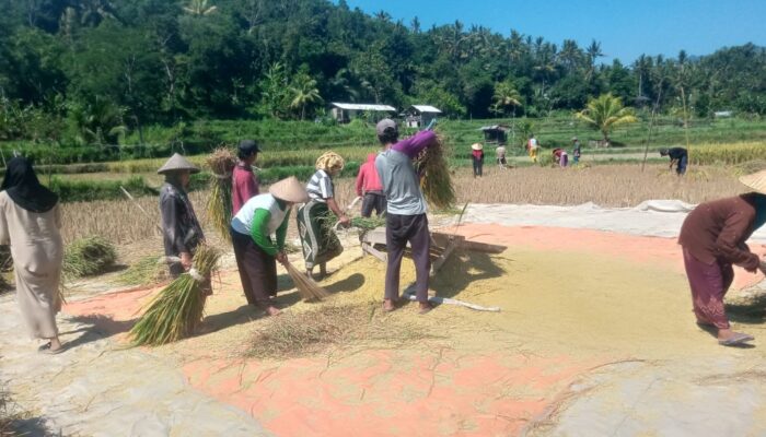 Babinsa dan Petani Bersinergi Jaga Ketahanan Pangan Desa