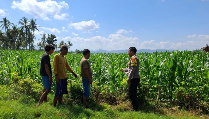 BHABINKAMTIBMAS POLSEK KEMPO DAMPINGI PETANI PANTAU LAHAN JAGUNG, DORONG PEMANFAATAN LAHAN UNTUK TINGKATKAN KETAHANAN PANGAN
