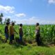 BHABINKAMTIBMAS POLSEK KEMPO DAMPINGI PETANI PANTAU LAHAN JAGUNG, DORONG PEMANFAATAN LAHAN UNTUK TINGKATKAN KETAHANAN PANGAN