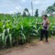 Polri Dukung Astacita, Polsek Palang Polres Tuban Turun Cek Tanaman jagung milik Warga di Desa Glodog
