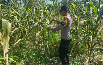 POLSEK BANGILAN DUKUNG PROGRAM KETAHANAN PANGAN NASIONAL MELALUI MONITORING TANAMAN JAGUNG