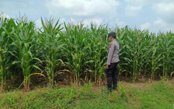 Polsek Tambakboyo Polres Tuban Turun Cek Tanaman jagung Warga di Desa Dikir