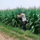 Bhabinkamtibmas Desa Kembangbilo Pantau Perkembangan Tanaman Jagung di Wilayah Binaan