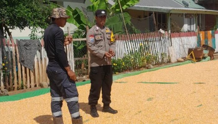 BHABINKAMTIBMAS POLSEK HU’U DAMPINGI PETANI PASCA PANEN, DORONG PRODUKTIVITAS PERTANIAN MENUJU INDONESIA EMAS