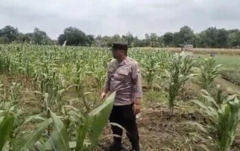 Polsek Tambakboyo Polres Tuban Turun Cek Tanaman jagung Warga di Desa Ngulahan