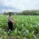 Mendukung Asta Cita Presiden di Bidang Pangan Bhabinkamtimas Desa Jatisari Polsek Senori Polres Tuban Monitoring Tanaman Jagung Warga Desa Binaan