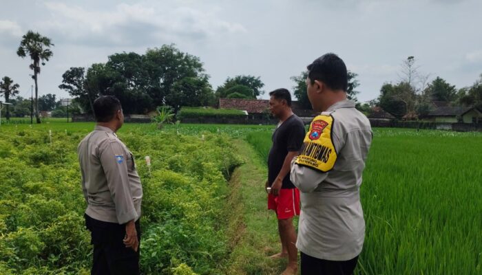 Polsek Plumpang Polres Tuban Turun Langsung Cek Tanaman Jagung Warga