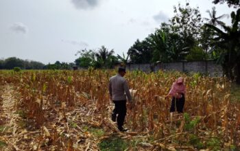 Polri Dukung Astacita, Polsek Semanding Polres Tuban Turun Cek Tanaman jagung milik Warga di Desa Ngino