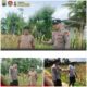 Polsek Soko polres Tuban Polda Jawa Timur Bergerak! Dukung Penuh Swasembada Pangan Presiden Prabowo Melalui Pendampingan Petani