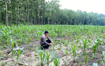 Bhabinkamtimas Desa Sendang Polsek Senori Polres Tuban Monitoring Tanaman Jagung Warga Binaan Dukung Program Ketahanan Pangan