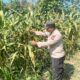 POLSEK BANGILAN DUKUNG KETAHANAN PANGAN MELALUI MONITORING TANAMAN JAGUNG WARGA