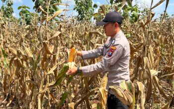 Polsek Montong Polres Tuban Turun Cek Tanaman jagung Warga di Desa Talangkembar